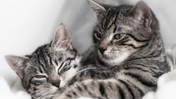 Кастрация кота